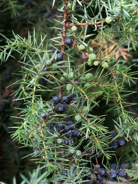 Kadi is Parastais Juniperus Communis L ROS kadi-is-parastais-juniperus-communis-l-ros